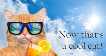 cool cat wearing sunglasses and sipping a summer drink at the beach