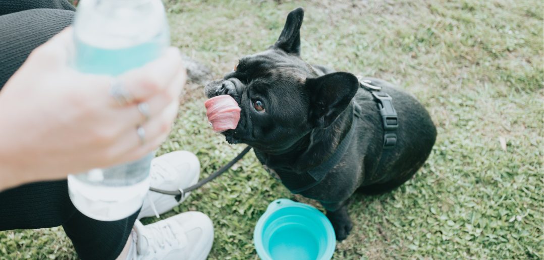 French Bulldog taking a water break during a summer walk with a collapsible travel bowl and fresh drinking water.
