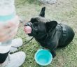 French Bulldog taking a water break during a summer walk with a collapsible travel bowl and fresh drinking water.