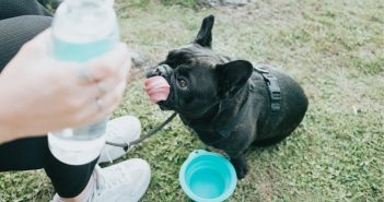 French Bulldog taking a water break during a summer walk with a collapsible travel bowl and fresh drinking water.