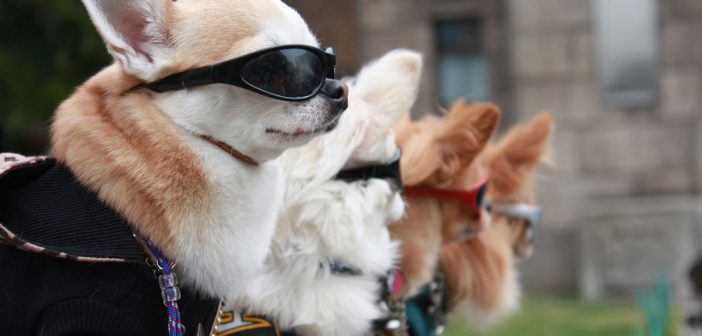 line of dogs wearing cool sunglasses and dog clothes