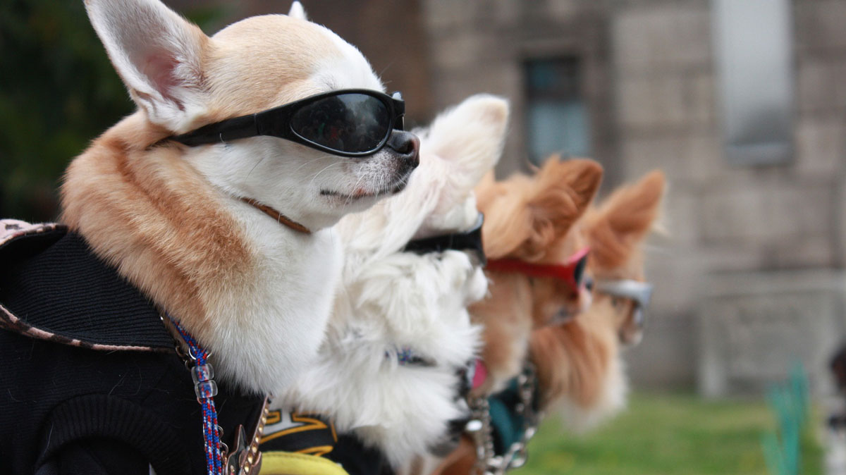 "Cool" Dog Costumes PetsBlogs