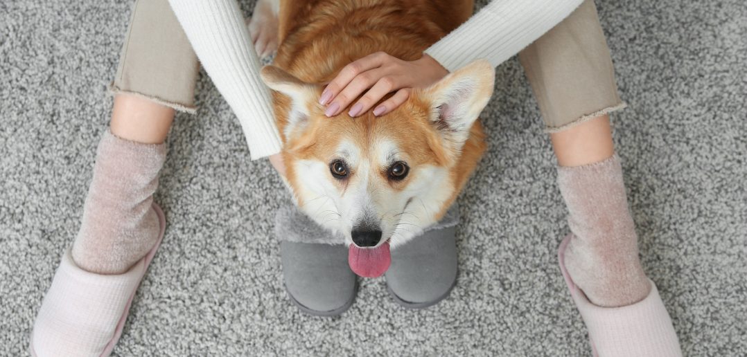A person pets a corgi while sitting together on a gray carpet.