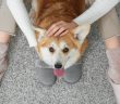 A person pets a corgi while sitting together on a gray carpet.