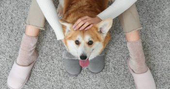 A person pets a corgi while sitting together on a gray carpet.