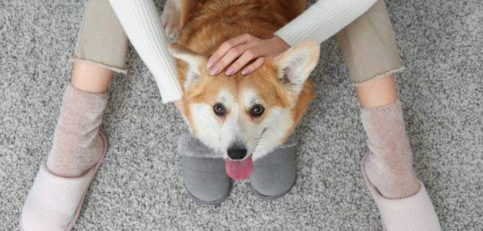 A person pets a corgi while sitting together on a gray carpet.