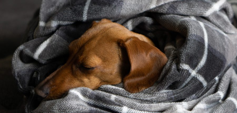 cozy, calm dog sleeping in a wrapped up blanket