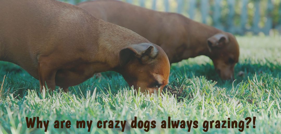 two dachshund dogs eating grass in the yard