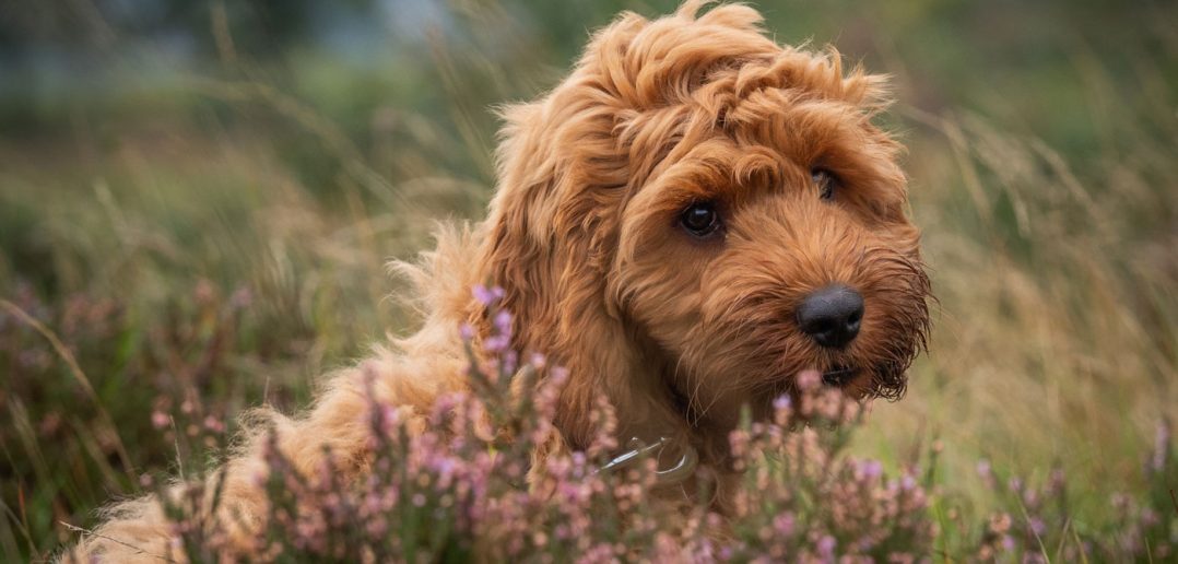 cute cockapoo outside in a field