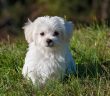 cute little white puppy sitting outside in the grass