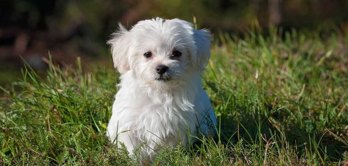 cute little white puppy sitting outside in the grass