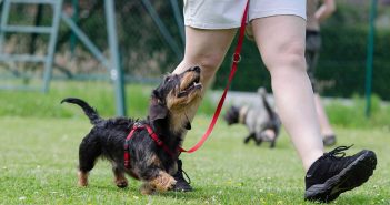 dachshund at obedience training dog school