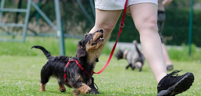dachshund at obedience training dog school