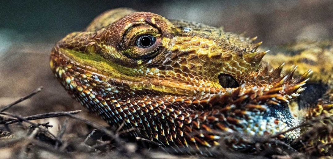bearded dragon close up