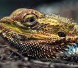 bearded dragon close up