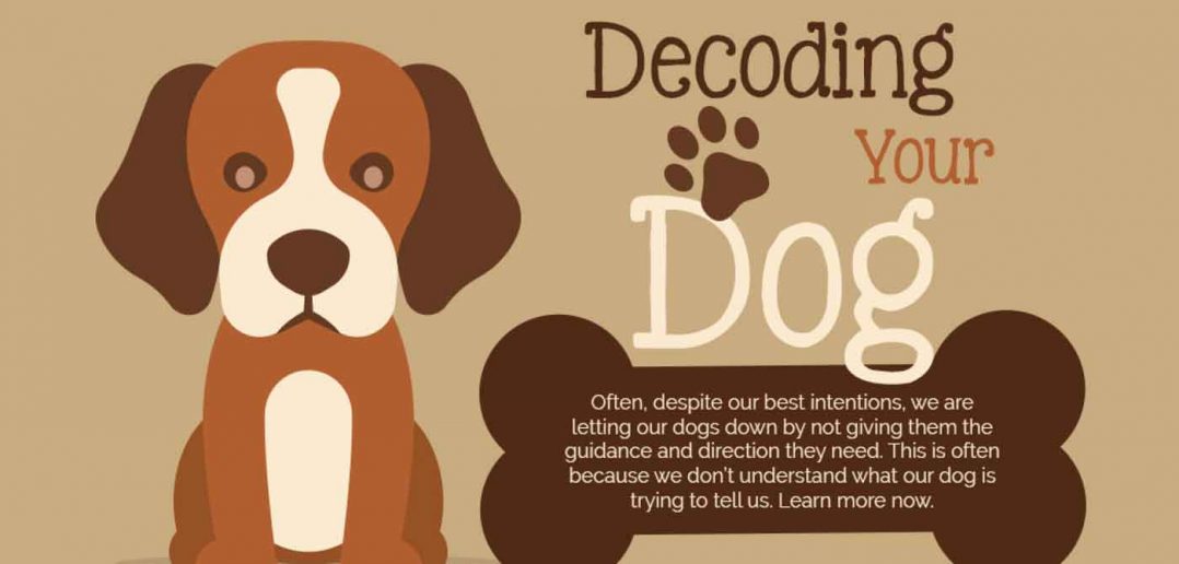 decoding your dog banner