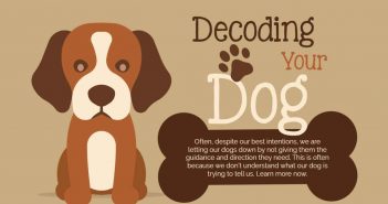 decoding your dog banner