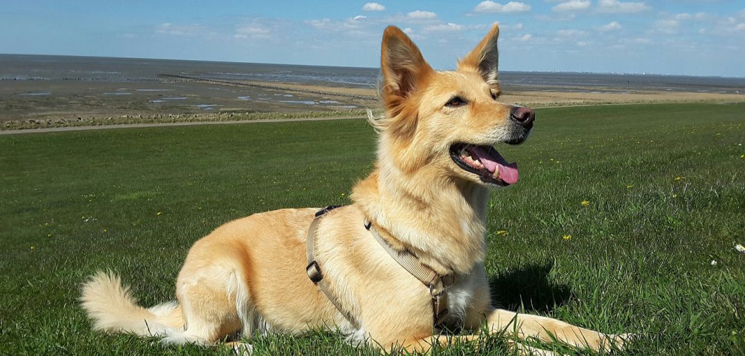 dog paying attention to its owner