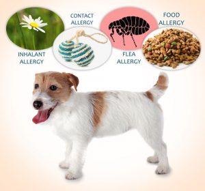 dog and illustration of 4 types of allergies