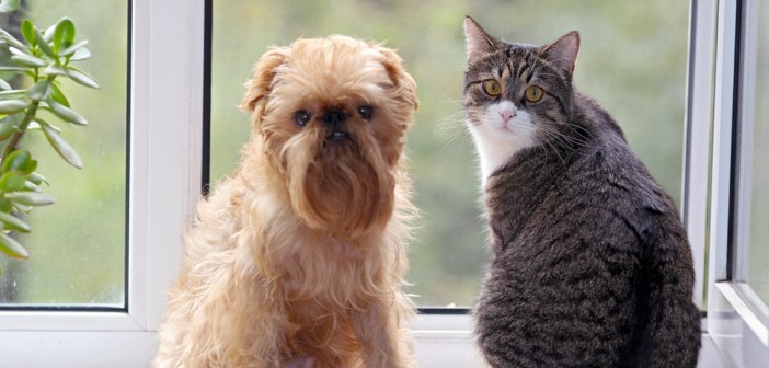 cat and dog sitting on the window seat