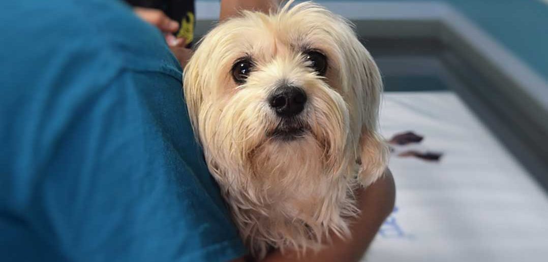 cute little wheaten colored dog at the vet