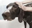 dog getting a bath