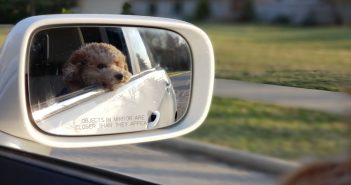 car side mirror reflecting a dog who's riding in the car
