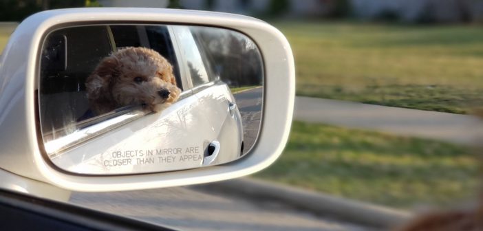 car side mirror reflecting a dog who's riding in the car