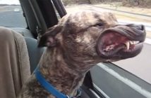 dog riding in a car with his gums flapping in the wind of the window