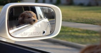 Training Your Dog to Enjoy a Hassle-Free Car Ride