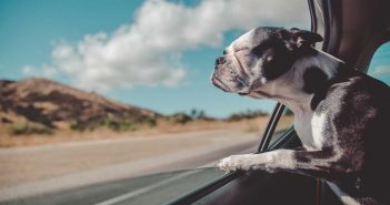 dog hanging his head out of the car window