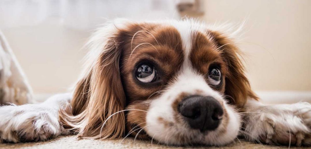 dog laying on carpet