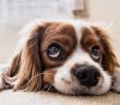 dog laying on carpet