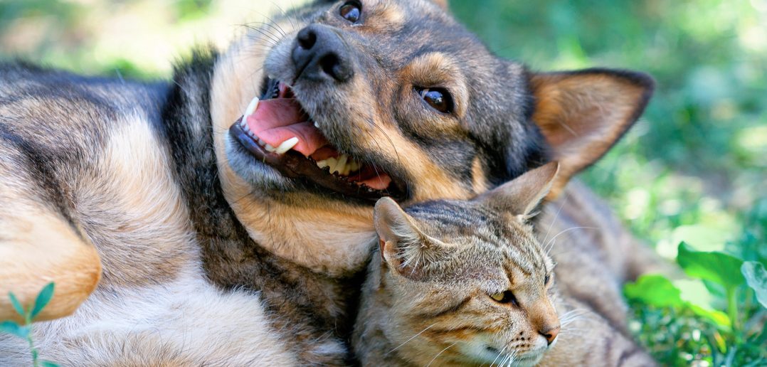 A large dog lying on its side with its mouth open in a relaxed, happy expression, cuddled up next to a tabby cat lying in the grass.