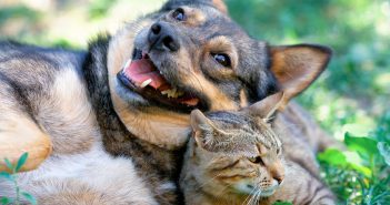 A large dog lying on its side with its mouth open in a relaxed, happy expression, cuddled up next to a tabby cat lying in the grass.