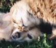 dog and cat friends laying in the grass
