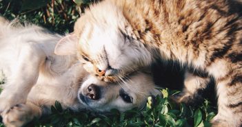dog and cat friends laying in the grass
