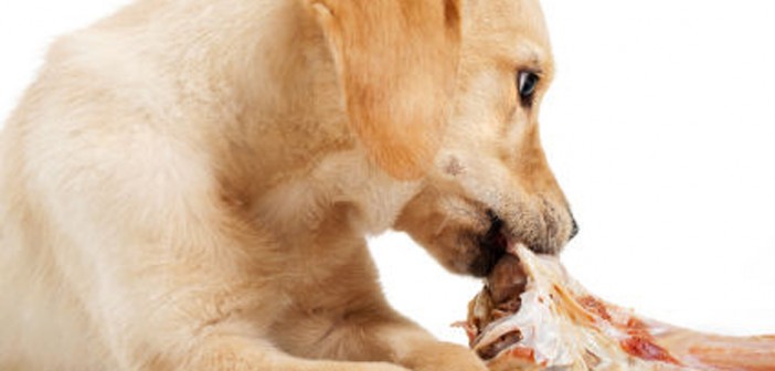 Golden retriever puppy chewing a large bone