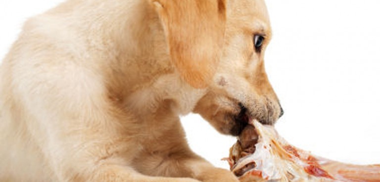 Is Your Dog Vomiting And Having Diarrhea After Switching To A Raw Food Diet? - PetsBlogs