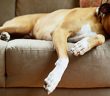 boxer dog laying on a couch