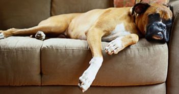 boxer dog laying on a couch