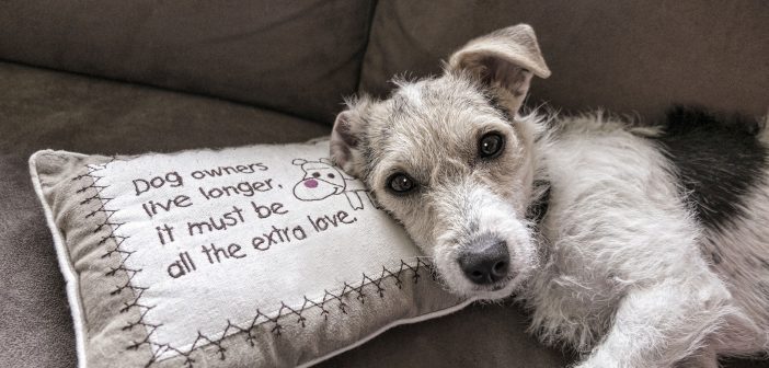 dog lounging on the couch with his head on a pillow that says dog lovers live longer it must be all the extra love