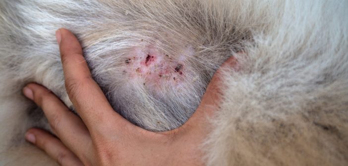 close up of dog skin dermatitis