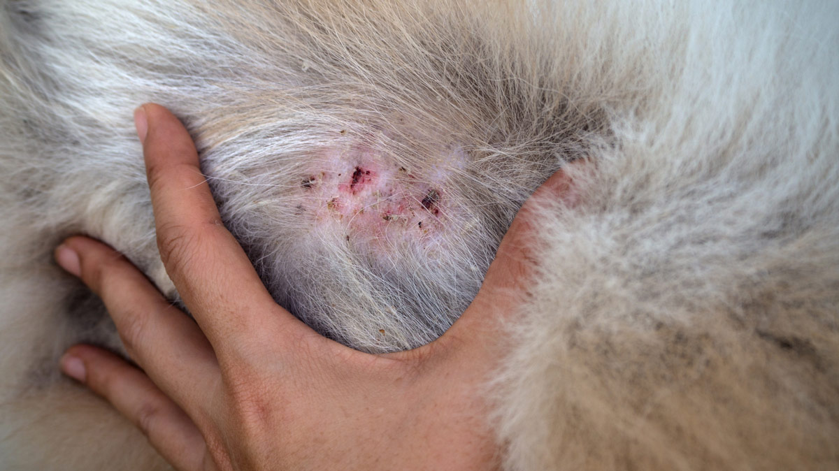 Approaching Dog Skin Problems PetsBlogs