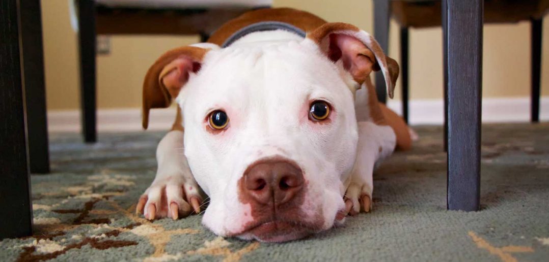 dog laying under the table on a dining room rug
