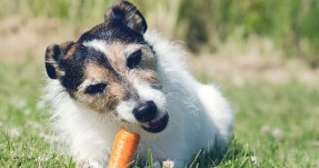 dog eating a carrot