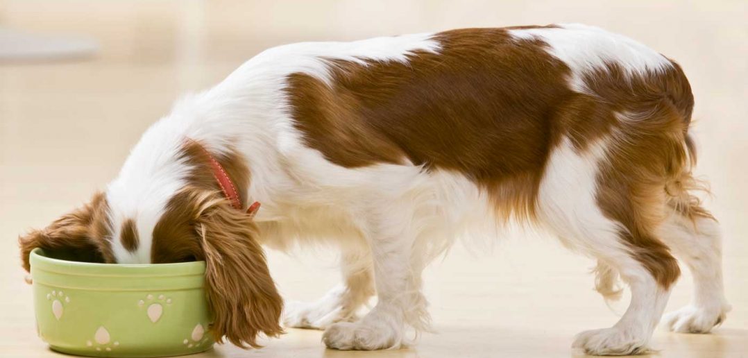 dog eating dog food out of a green dog food bowl