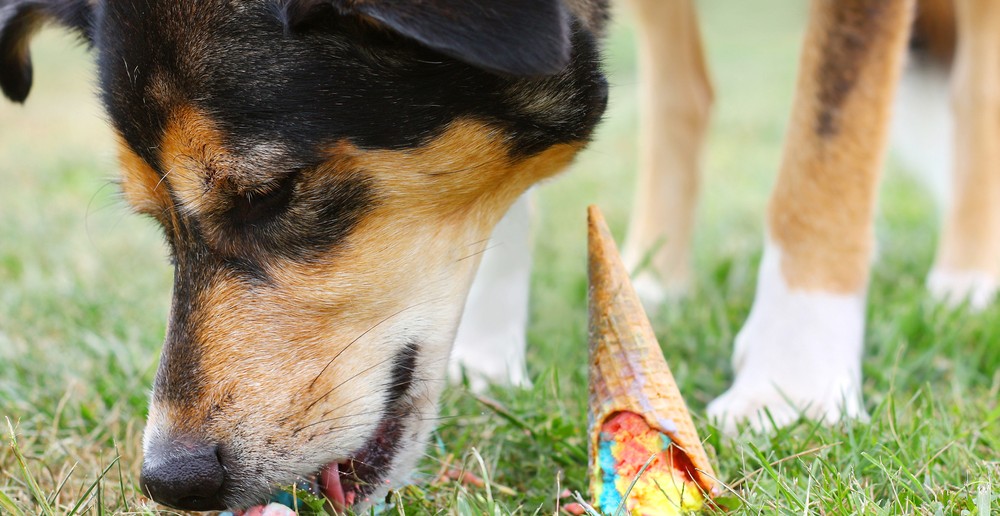dog eating ice cream cone that he found on the ground