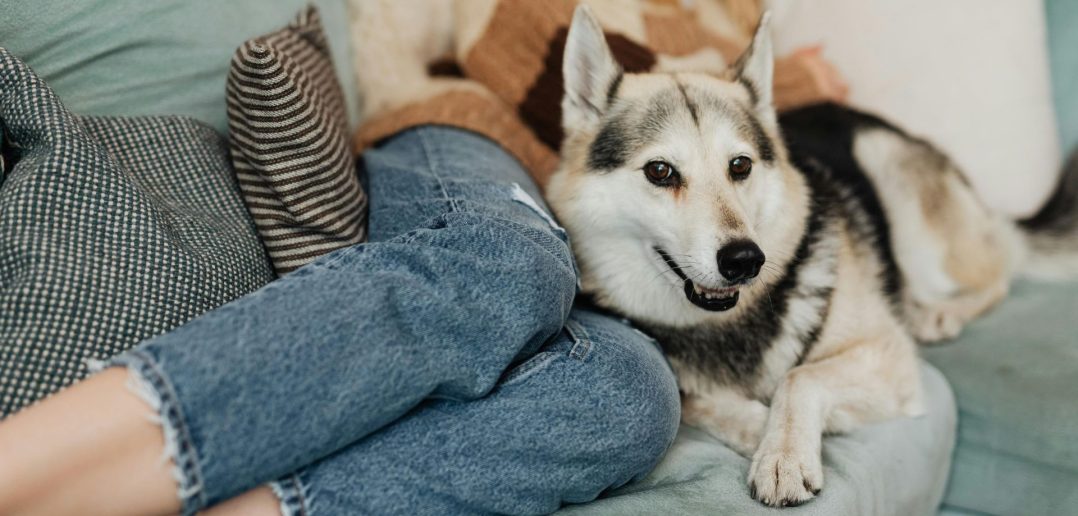 Dog relaxing next to person on couch in cozy living room