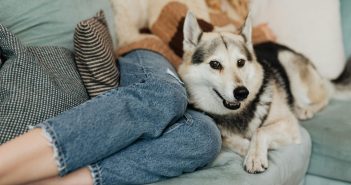 Dog relaxing next to person on couch in cozy living room